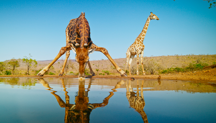 Giraffes in South Africa